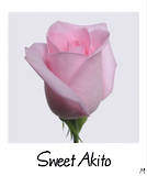 Sweet Akito